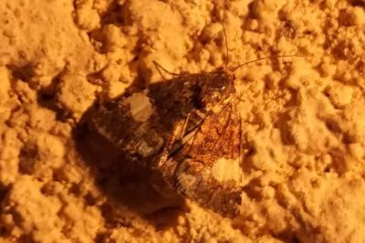 Noctuelle en deuil 