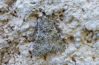Noctuelle dysodée 