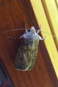 Noctuelle des Moissons 