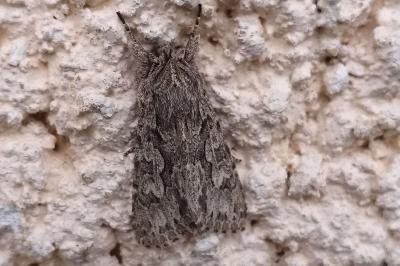 Noctuelle areolée 