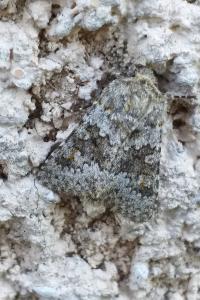 Noctuelle dysodée 