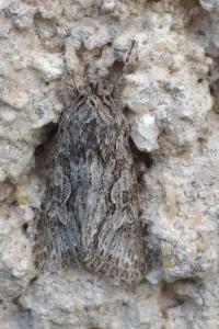 Noctuelle areolée 