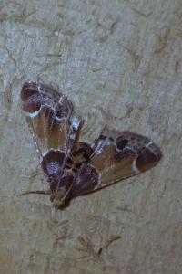 <i>Pyralis farinalis</i>