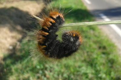 Bombyx de la Ronce 