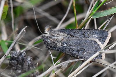 Noctuelle des Moissons 
