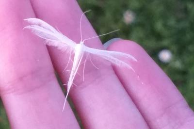 <i>Pterophorus pentadactylus</i>