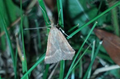 <i>Synaphe punctalis</i>