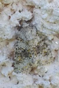 Noctuelle dysodée 