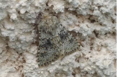 Noctuelle dysodée 