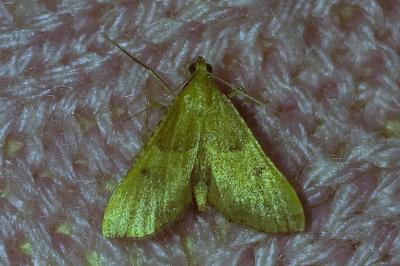 <i>Endotricha flammealis</i>