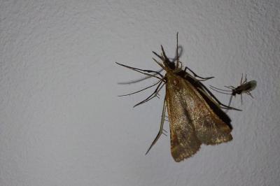 <i>Synaphe punctalis</i>