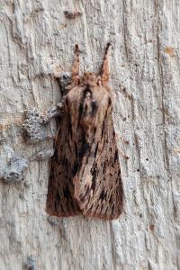 Noctuelle-Sphinx 