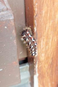 Noctuelle de la Patience 