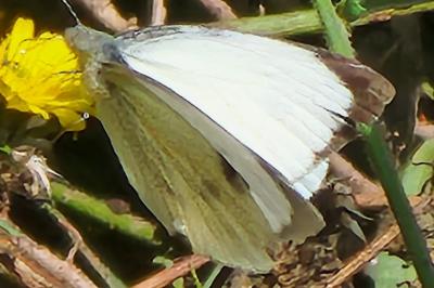 Piéride du Chou 