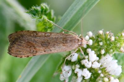 <i>Nomophila noctuella</i>