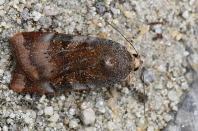 <i>Noctua janthe/janthina</i>