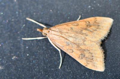 <i>Udea ferrugalis</i>