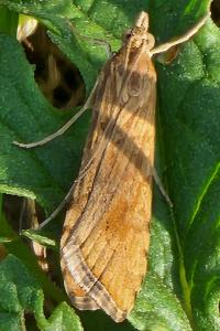 <i>Nomophila noctuella</i>