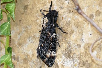 Sphinx Tête-de-Mort 