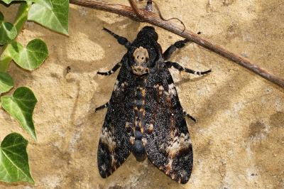 Acherontia atropos
