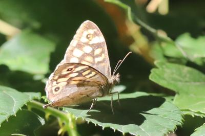 Tircis 
