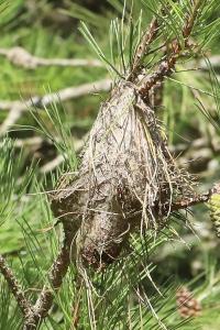 Processionnaire du Pin 