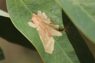 <i>Parectopa robiniella</i>
