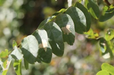 <i>Parectopa robiniella</i>