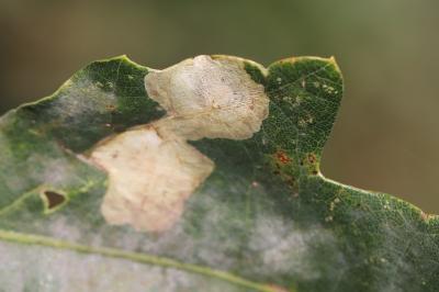 <i>Tischeria ekebladella</i>