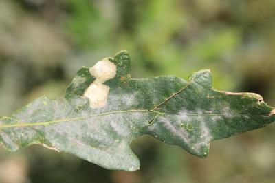 <i>Tischeria ekebladella</i>