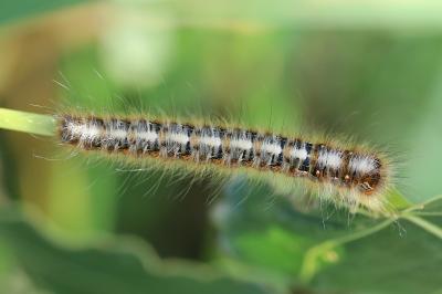 Bombyx du Chêne 