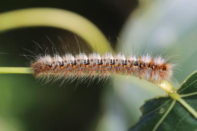 Bombyx du Chêne 