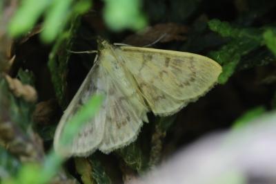 <i>Patania ruralis</i>
