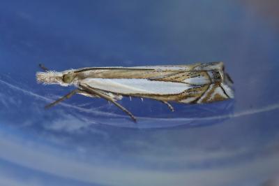 <i>Crambus pascuella</i>