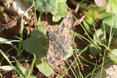 <i>Carcharodus alceae alceae</i>