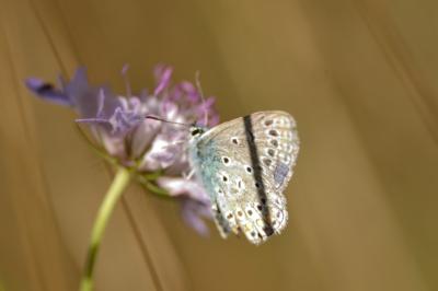 Azuré de la Bugrane 