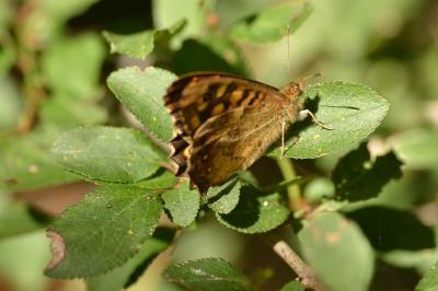 Tircis 
