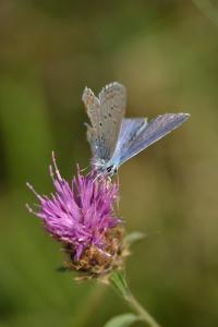 Azuré de la Bugrane 