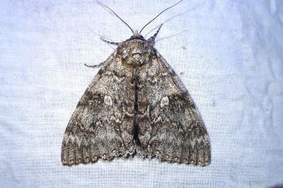 Lichénée bleue 