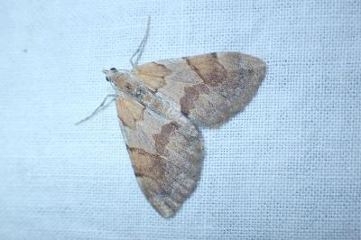 Corythée pectinée 