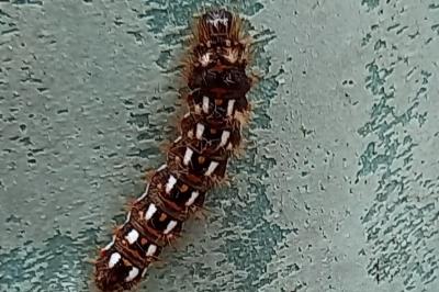Noctuelle de la Patience 