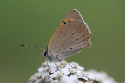 Cuivré commun 