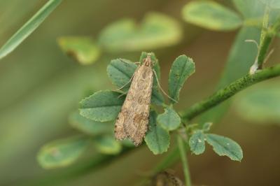 <i>Nomophila noctuella</i>
