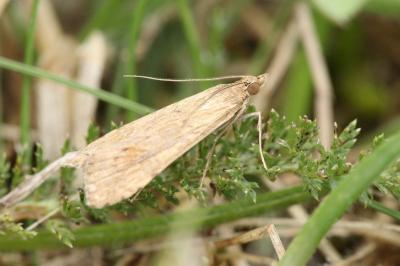 <i>Nomophila noctuella</i>