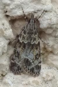 <i>Eudonia mercurella</i>