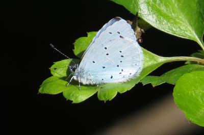 Azuré des Nerpruns 