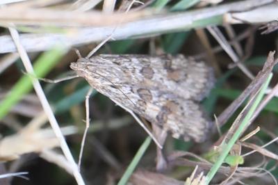 <i>Nomophila noctuella</i>