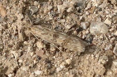 <i>Nomophila noctuella</i>