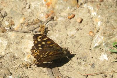 Tircis 