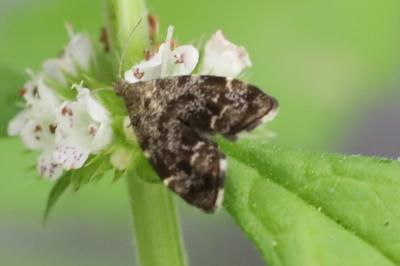 <i>Anthophila fabriciana</i>